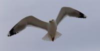 Чайка хохотунья (Larus cachinnans).