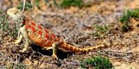 Агама степная. (Trapelus sanguinolentus (Pallas, 1814). Steppe Agama. Дала ешкемері.