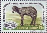 Karakul sheep in Kazakhstan.