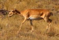 Saiga in the Kostanay Region.