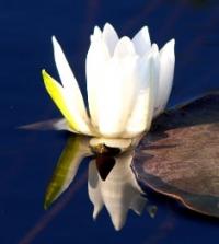Water-lily (Nymphaea).
