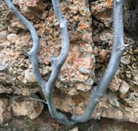 Флора заповедника Аксу-Жабаглы, как и всего Западного Тянь-Шаня, по своему характеру сравнительно близка к Памиро-Алайской.