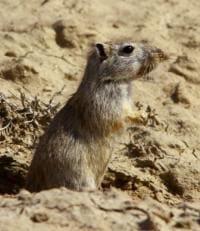 Sand-launce (Arenaria).