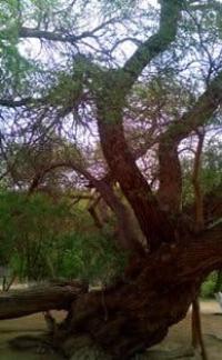 Ива долгожитель на кордоне Косбастау.