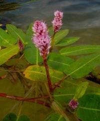Flora of Bayanaul park.