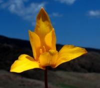 Tulipa iliensis Rege). A valley of river Asy. Vicinities of valley Zhaman-Ui. Almaty province.