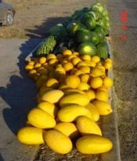 Окрестности пустыни Кызылкум.