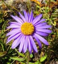 Астра альпийская (Aster alpinus).