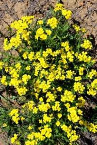 Желтушник (Erysimum).