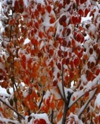 Sometimes snow falls in Karkaraly quite unexpectedly.