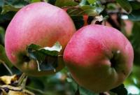 The town of Apples Almaty.