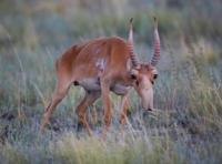 Saiga antelope in the steppes of the Ulytau District, Ulytau Region.