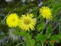 Flora of West Altai Reserve.