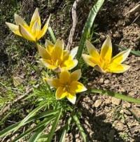 Тюльпан поздний (Tulipa tarda).