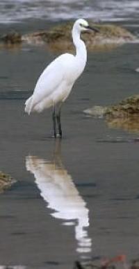 Egretta garzetta.
