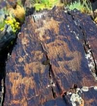 Kulzhabasy petroglyphs.