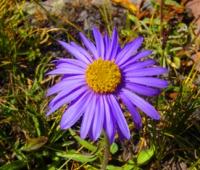 Астра альпийская. (Aster alpinus).