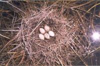 Nests of birds on Topar lakes.