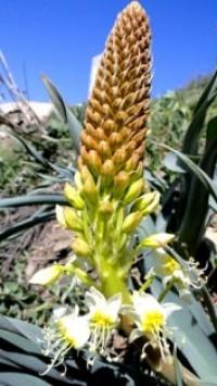 (Eremurus) desert-candle.