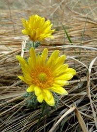 Flora of Central Asia.