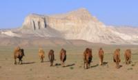 Camels in natural boundary Airakty.