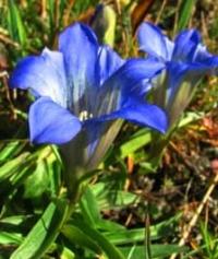 Горечавка (Gentiana).