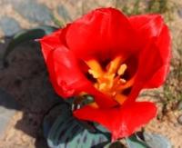 Tulip Greigi.