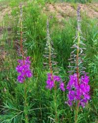 Natural sights of West Altai Nature Reserve.
