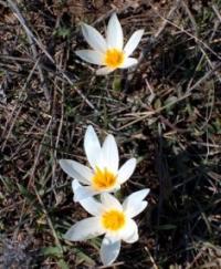 Crocus alatavicus Regel et Semen. Шафран алатавский.