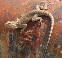 Fauna in park Altyn-Emel.