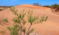 Plateau Bosoy. Kazakhstan.