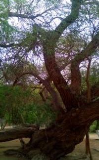 700 year old willow on the cordon of Cosbastau.
