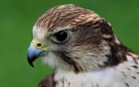 Show with birds of prey in Sunkar nursery.