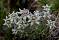 Edelweiss Fedchenko.
