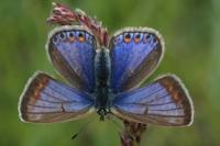 Fauna of Central Asia.