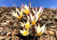 Tulipa orthopoda.