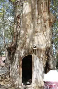 Sycamore in the village of Syrob. The sysamore is over 1000 years old. Surkhandarya region.