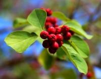 Mysterious red berries on track to the Kok-Zhalyau.