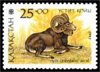 Ustyurt mouflon.