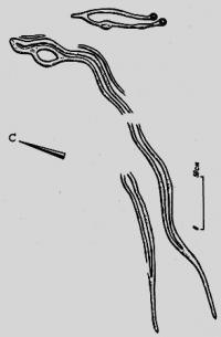 The Koskuduk petroglyphs.
