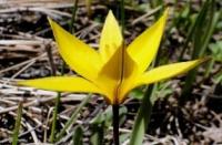 Tulipa dasystemon (Regel) Regel.