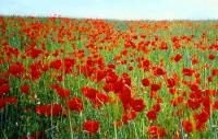 Blossoming poppies in May in Semirechye.