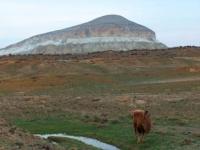 The Camel on a background of mountain Sherkala.