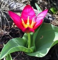 Tulipa kaufmanniana Regel (семейство Liliaceae).