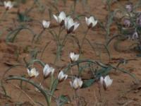 Tulipa sogdiana.