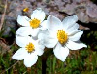 Ветреница вытянутая - Anemone protracta (Ulbr.) Juz.
