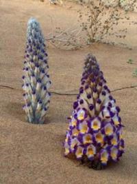 Flora of park Altyn-Emel.