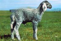 Karakul sheep in Kazakhstan.
