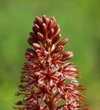 (Eremurus) desert-candle.