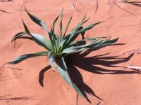 Flora of deserts Semirechye